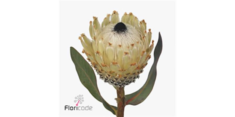 Protea Barbigera Ice Queen Air 40cm A1