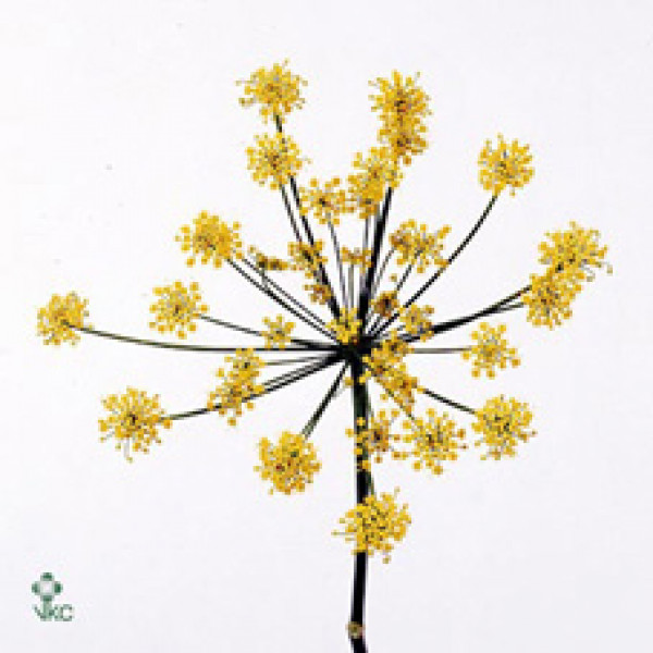 Foeniculum Vulgare 100cm A1