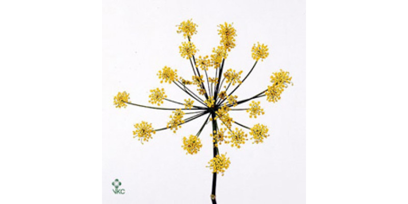 Foeniculum Vulgare 100cm A1