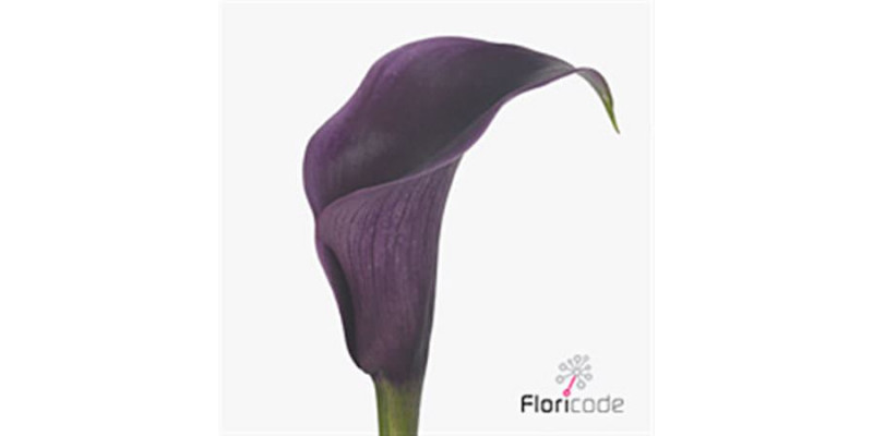 Zanthedeschias (Calla Lilly) Akela 60cm A1