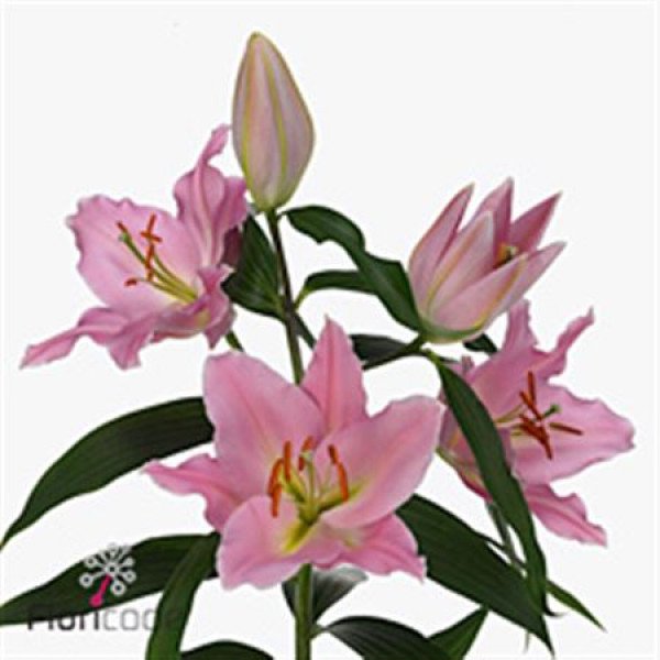 Lillys Or Ovada 100cm A1