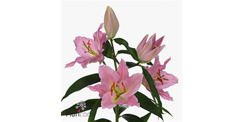 Lillys Or Ovada 100cm A1