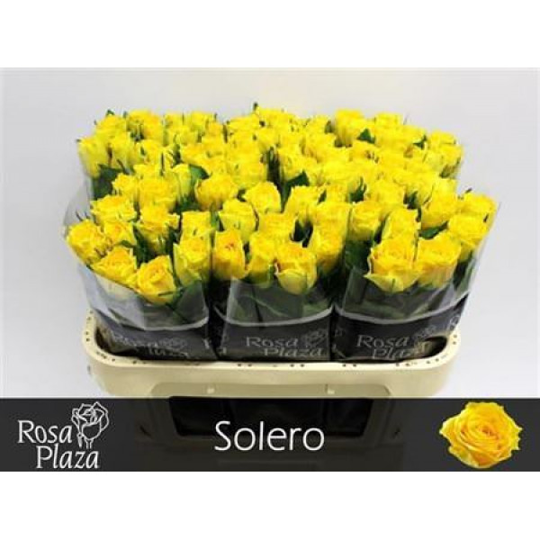 Rose Gr Solero 70cm A1 Col-Yellow