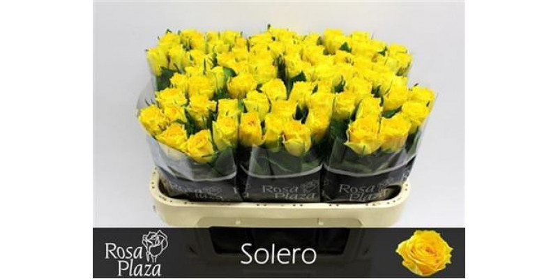 Rose Gr Solero 70cm A1 Col-Yellow