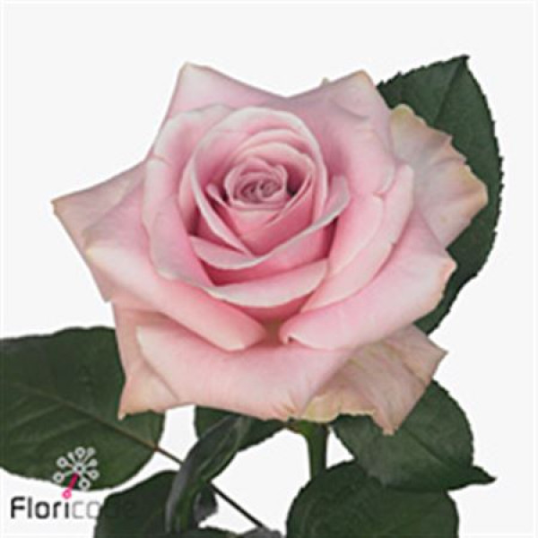 Rose Gr Pink AvalanchePlus 50cm A1