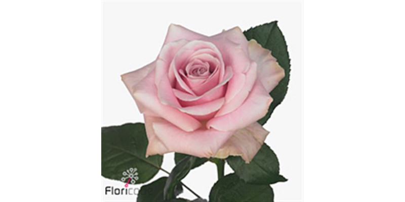 Rose Gr Pink AvalanchePlus 80cm A1