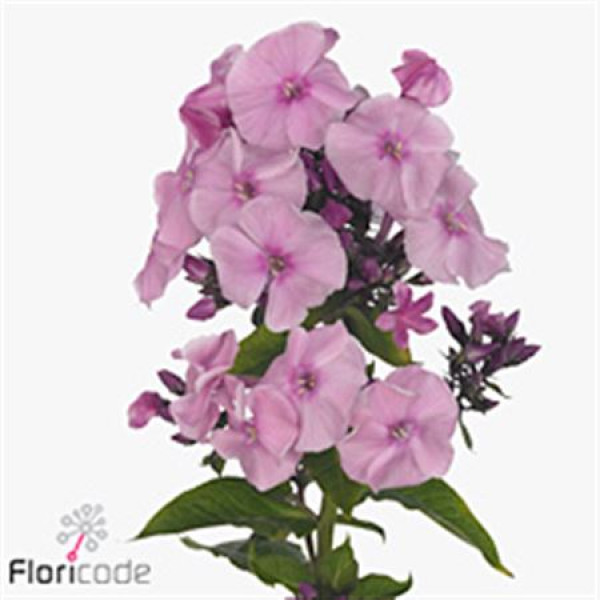 Phlox P Sweet Dance 75cm A1