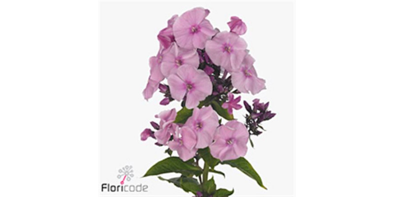 Phlox P Sweet Dance 75cm A1