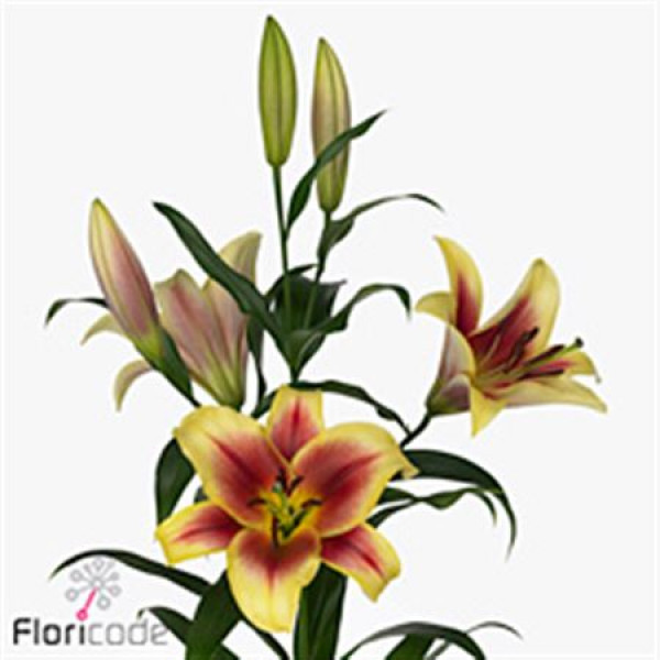 Lillys Or Flavia 105cm A1