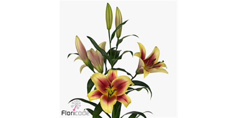 Lillys Or Flavia 105cm A1