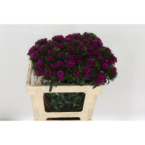 Dianthus Barb Elmo Bre 50 A1Red