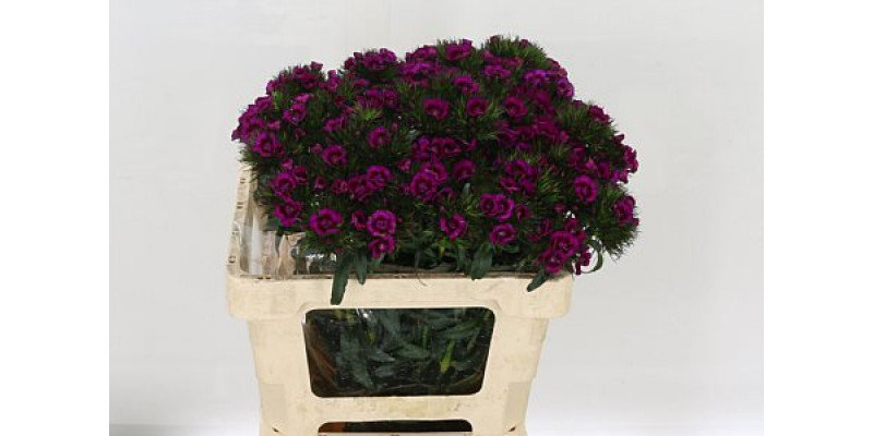 Dianthus Barb Elmo Bre 50 A1Red