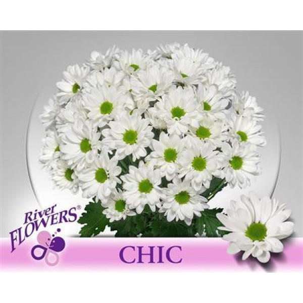 Chrysanthemums T Chic 65cm A1 (Valentine Pre Order)