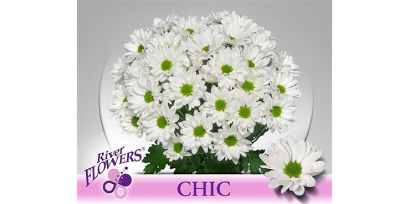 Chrysanthemums T Chic 65cm A1 (Valentine Pre Order)