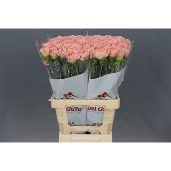 Dianthus St Lege Marrone 70cm  Col-Peach