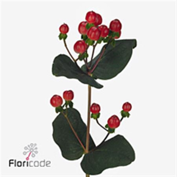 Hypericum Coco Calypso 40cm A1