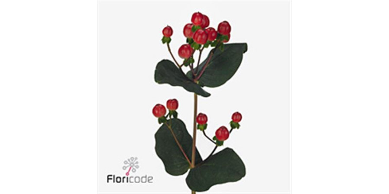 Hypericum Coco Calypso 40cm A1