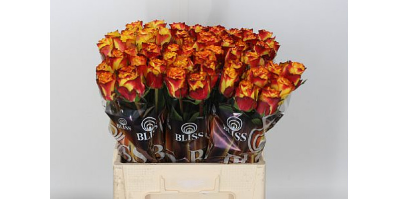 Rose Gr Newsflash 60cm A1 Col-Yellow Orange