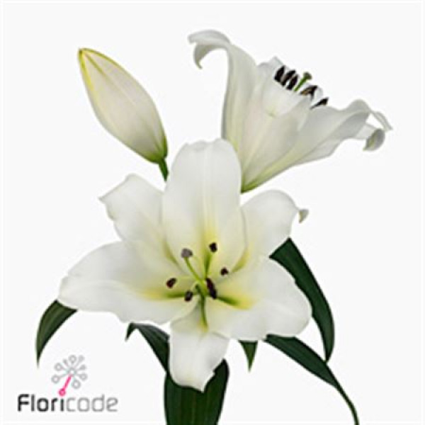 Lillys Or Forever 95cm A1