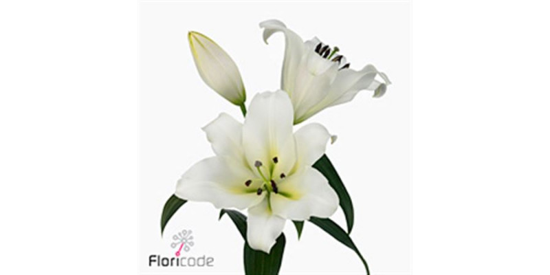 Lillys Or Forever 95cm A1