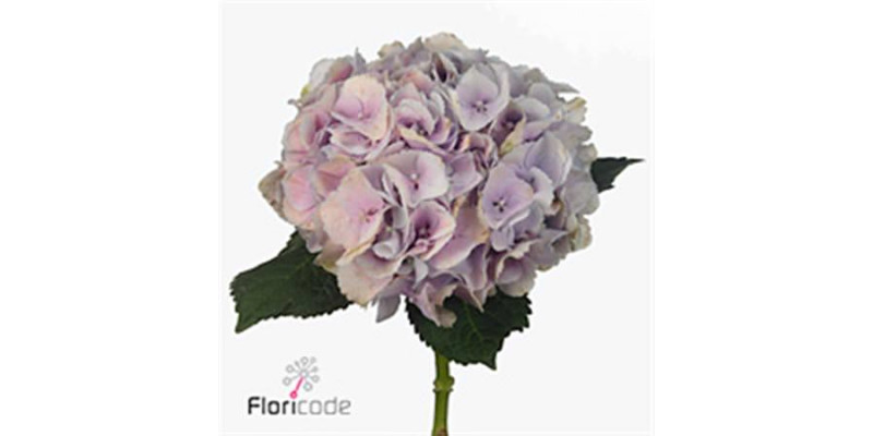 Hydrangea M Amazing Force 70 A1Pink