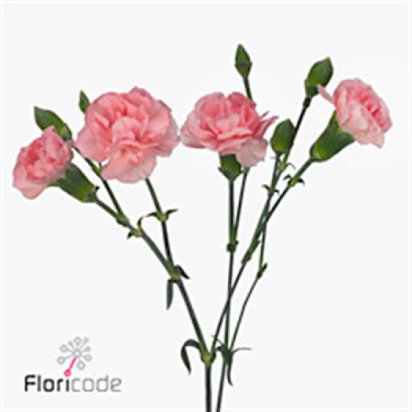 Dianthus Tr (box) Ritomo 60 cm 