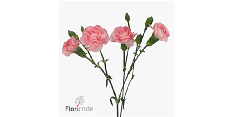 Dianthus Tr (box) Ritomo 60 cm 