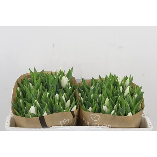 Tulips En Update 36 A1White