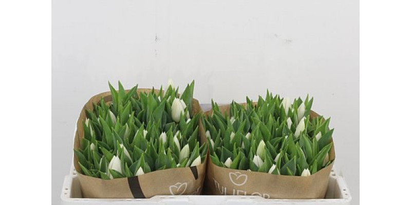 Tulips En Update 36 A1White