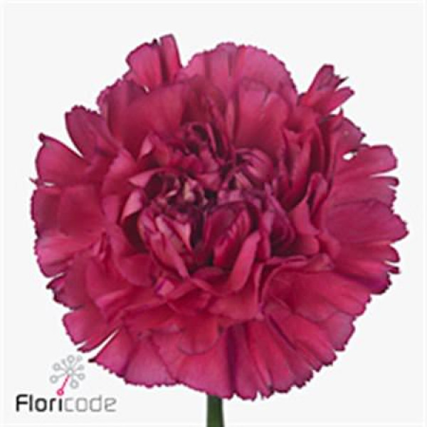 Dianthus St Bernard 65 A1Pink