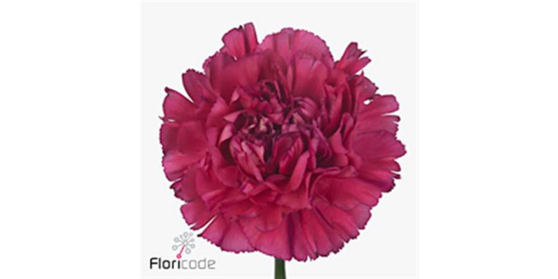 Dianthus St Bernard 70cm  Col-Pink