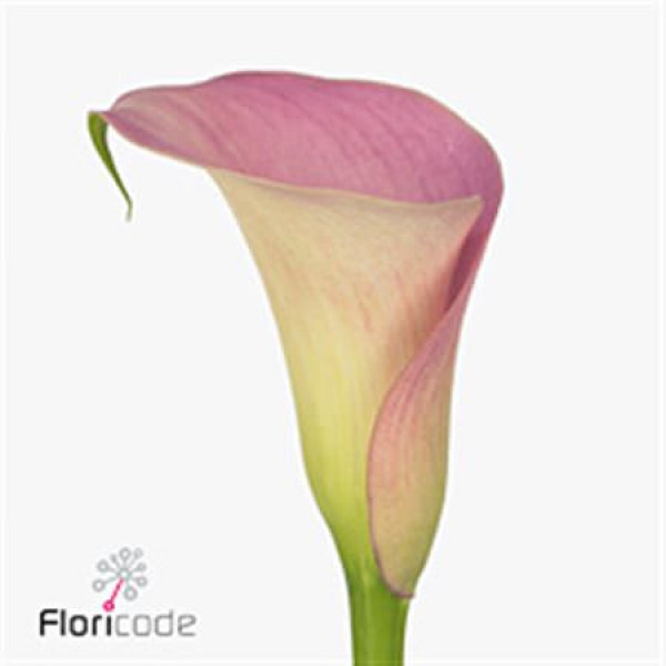 Zanthedeschias (Calla Lilly) Manila 60cm A1