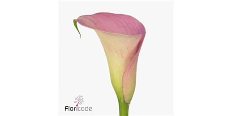 Zanthedeschias Calla Lilly Manila 55cm A1