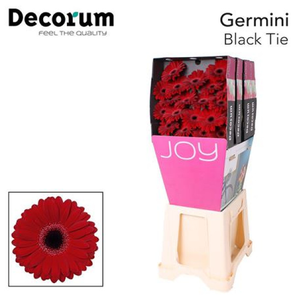 Germini Black Tie Diamond 47cm A1 (Valentine Pre Order)