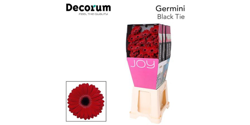 Germini Black Tie Diamond 47cm A1 (Valentine Pre Order)