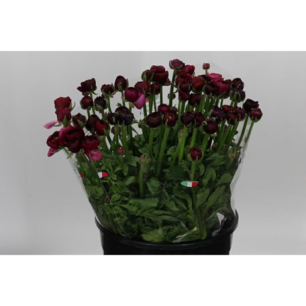 Ranunculus Aazur Bordeaux 45cm A1