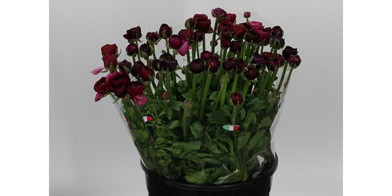 Ranunculus Aazur Bordeaux 45cm A1