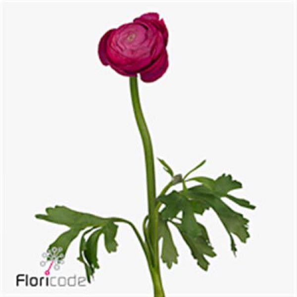 Ranunculus Aazur Deep Rose 46cm A1