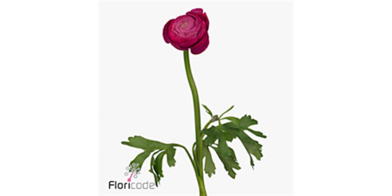 Ranunculus Aazur Deep Rose 46cm A1