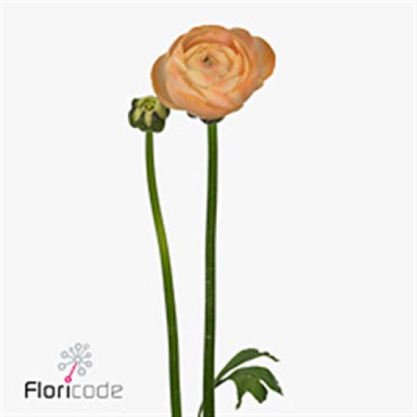 Ranunculus Aazur Salmon 43cm A1