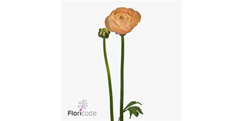 Ranunculus Aazur Salmon 43cm A1