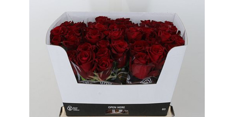 Rose Gr Ever Red 40cm A1