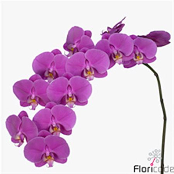 Orchid Phal Buffalo Tak 9+ 75 cm A1