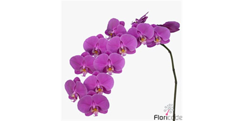 Orchid Phal Buffalo Tak 9+ 75 cm A1