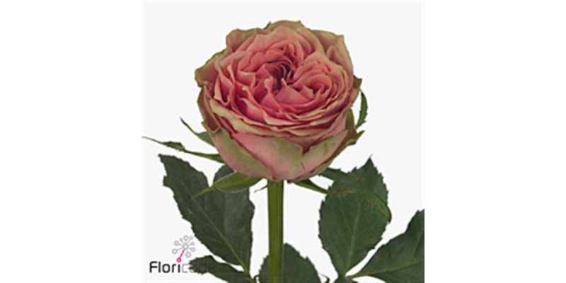 Rose Gr Wild Look 70cm A1