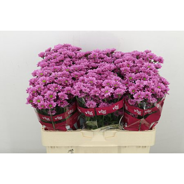 Chrysanthemums S Krissi 55cm A1 (Valentine Pre Order)