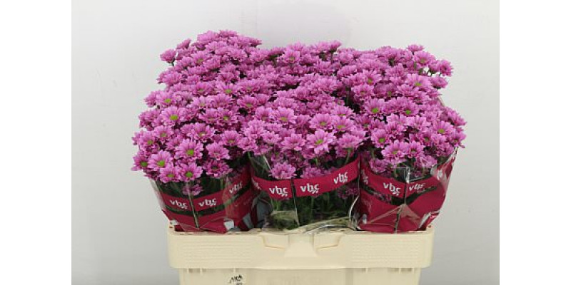 Chrysanthemums S Krissi 55cm A1 (Valentine Pre Order)