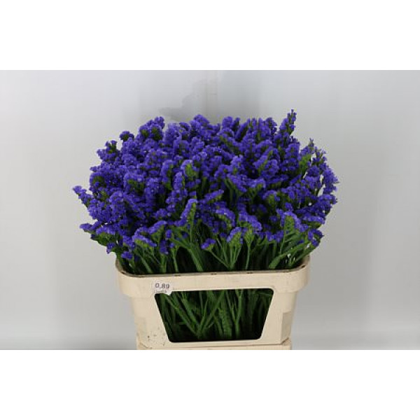 Limonium S Pippa Wings 80cm A1 Col-Purple