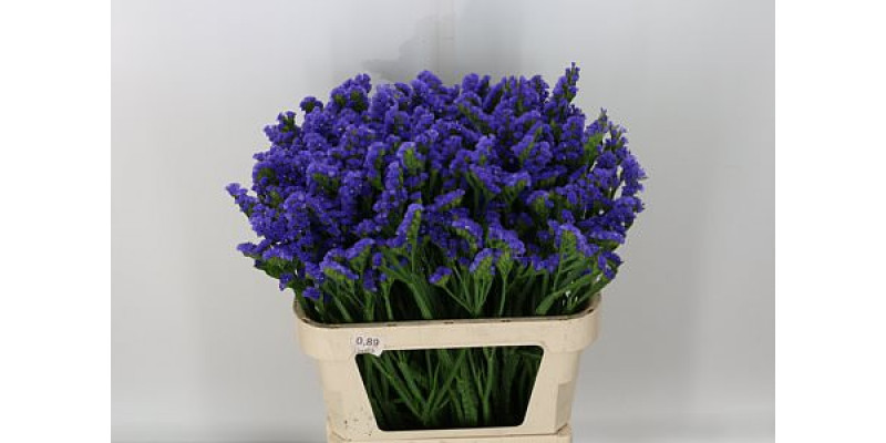 Limonium S Pippa Wings 80cm A1 Col-Purple