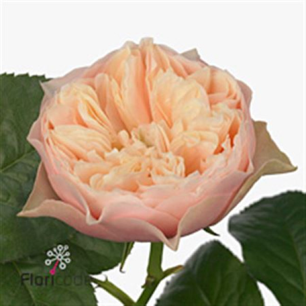 Rose Gr Garden Vuvuzela Romantic 50cm A1